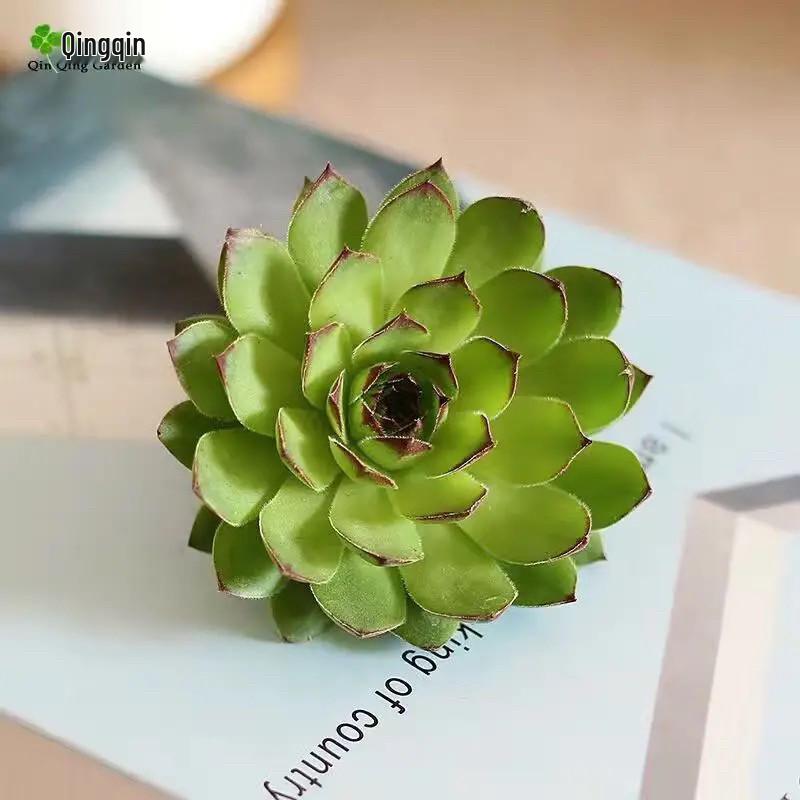 Guanyin Lotus Succulent: Large Indoor Bonsai with Pot, Easy-Care, Old Trunk Style, Soil Included