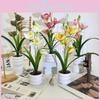 Cymbidium Simulation Faberi Rolfe Riverstones Bonsai For Photography Prop Use