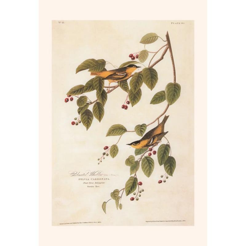 Vintage Botanical Posters Canvas Painting And Prints Classic Wall Art Picture for Living Room Office Home Decor Frameless Gift