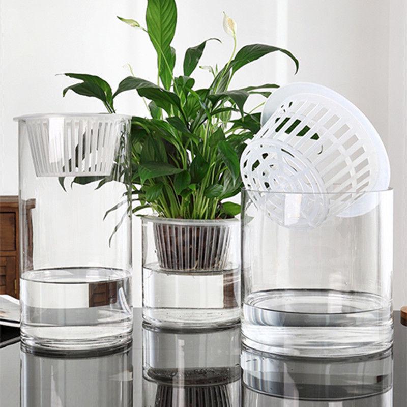 Hydroponic Glass Cylinder Vase for Pothos & Peace Lily - Transparent Water Culture Container with Free Shipping.