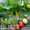 Support Fraises Fournitures Agricoles Mini Serre Accessoires Articles de Potager Protection Plante Serre pour Plantes