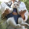 HOOPET New fashion Pet Dog Carriers Backpacks Outdoor Travel Cat Puppy Pet Front Shoulder Carry Bag for Small Dog Cats Chihuahua