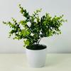 Kwiatek doniczkowy - eukaliptus zielony 30 cm
