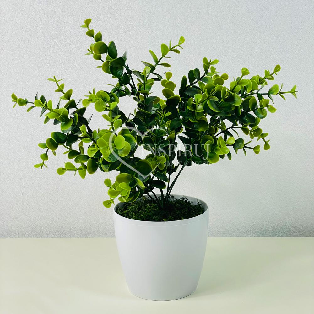 Kwiatek doniczkowy - eukaliptus zielony 30 cm