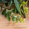 Simulated Green Olive & Eucalyptus Plant with Fruit Rattan Pine Cypress Vine for Wall Decoration.