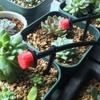 80Pcs Adjustable Irrigation Drippers 8 Hole Sprinklers Emitter Garden Micro Drip Irrigation System Balcony Yard Watering Nozzle