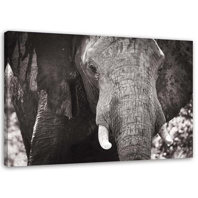 Canvas Print Elephant Africa Black and White
