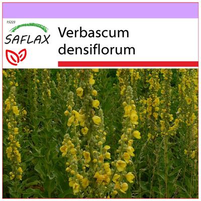 Großblütige Königskerze – 500 Samen – Verbascum densiflorum