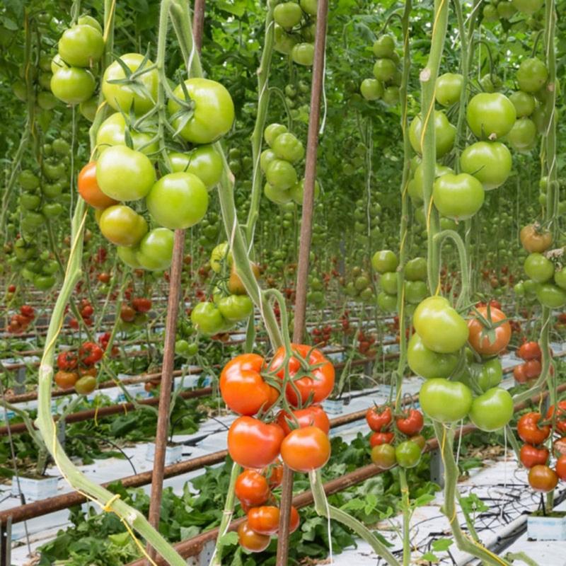 100 st Återanvändbar Trädgårdsklämma För Träning Klätterväxt Säker Stödklämma För Grönsaksväxt Och Tomatstjälkar