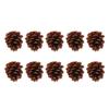 10pcs Bird Bite Pine Cones Natural Pine Cone Chewing Bird Toy for Parakeet Cockatiel Conure Finch Budgie Macaw