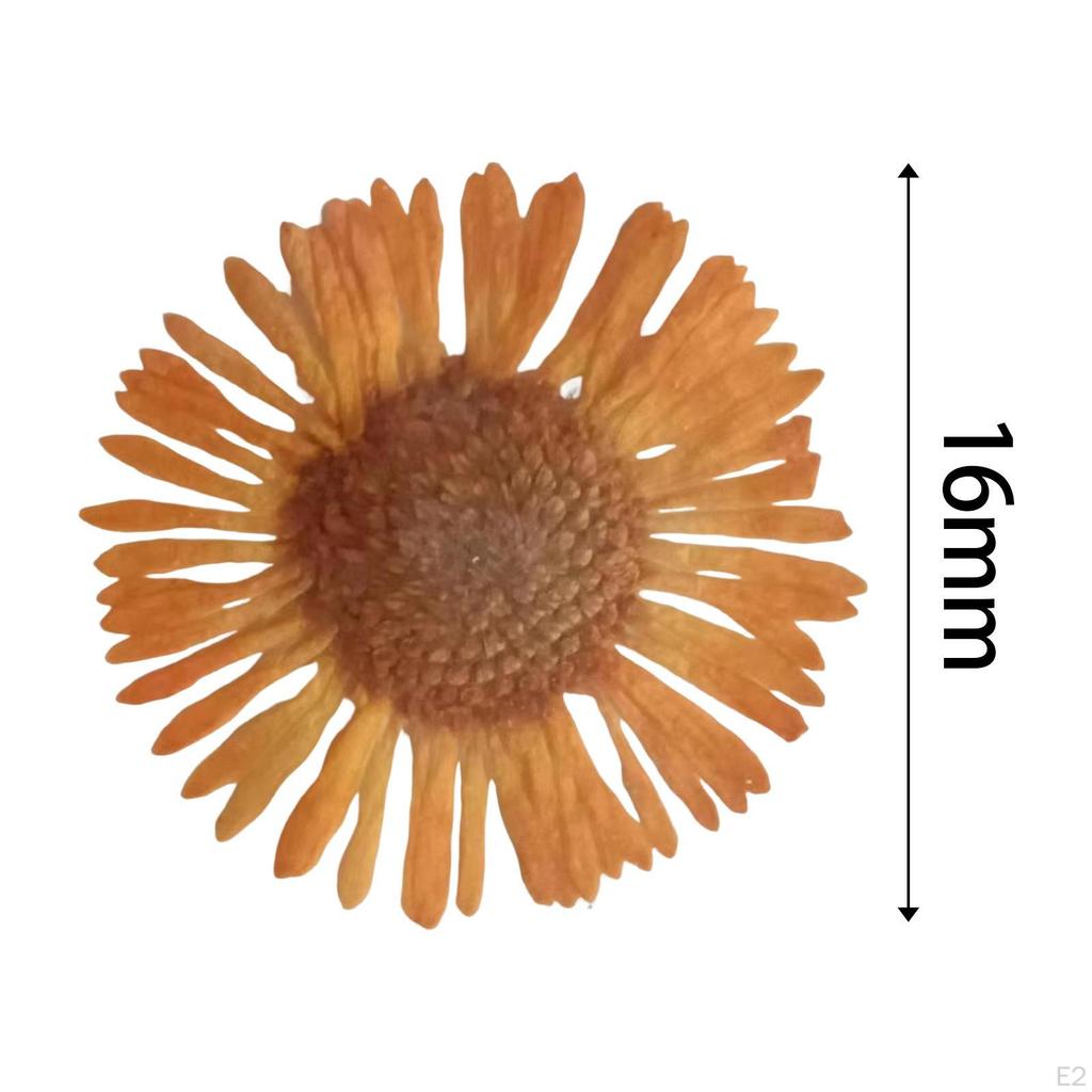 12 Pcs Dried Pressed Flowers DIY Art Craft Photography Props for Phone Case