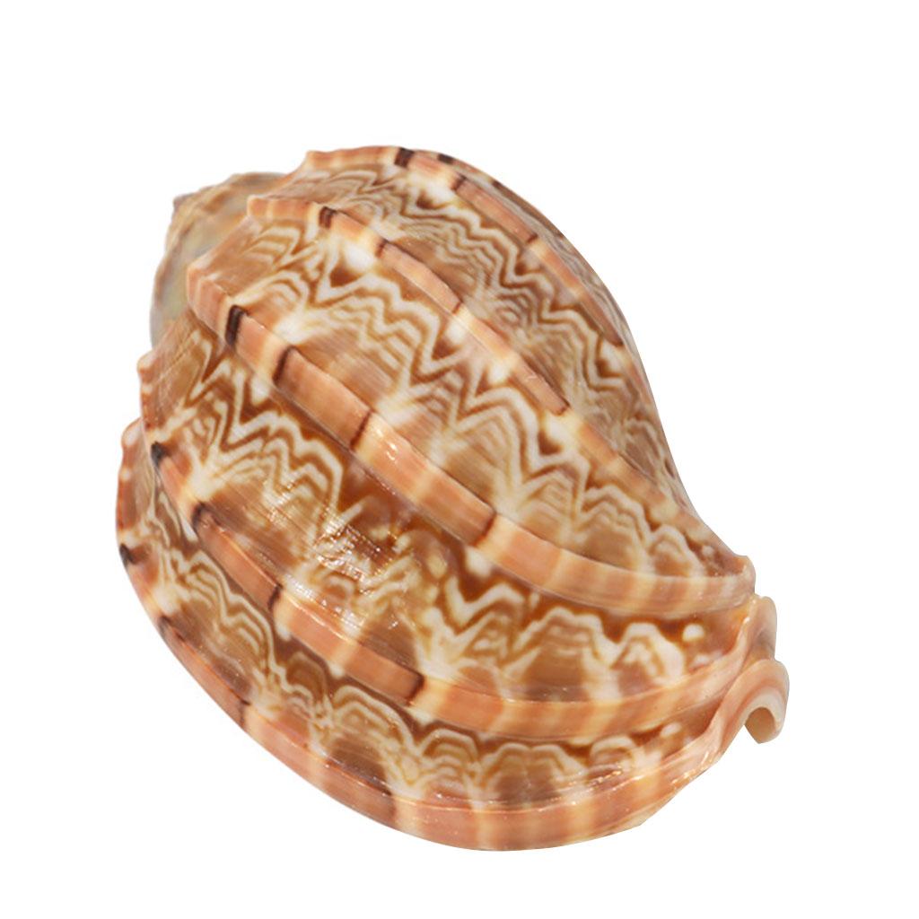 Natürliche Muschel 7-10 cm Große Muscheln Ideal für DIY-Bastelarbeiten Fisch für Aquariendekoration