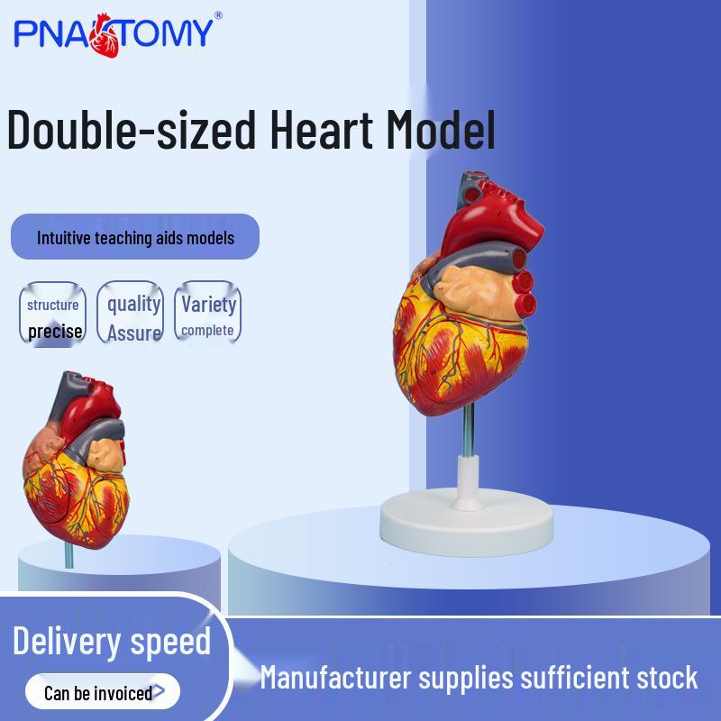 Double Size Human Heart Model - Large Anatomical Teaching Aid 1:1 Scale