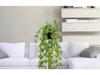 Artificial String of Pearls Vine: Cross-Border Hanging Green Plant for Home and Living Room Décor