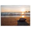 Canvas print, Shell on the beach