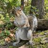 Adjustable Pet Training Pants Breathable Squirrel Underwear  For Guinea Pigs, Squirrels