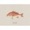 Vintage Bass Fish Trout Fly Fishing Posters Prints Canvas Painting Fisherman Retro Wall Art Picture for Living Room Home Decor