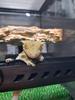 High-Protein Complete Nutrition for Growing Crested Geckos – Strong Growth & Vivid Appetite – ECOROGY CRESBAIT (BABY) 50 G × 1 Pack or 2 Packs