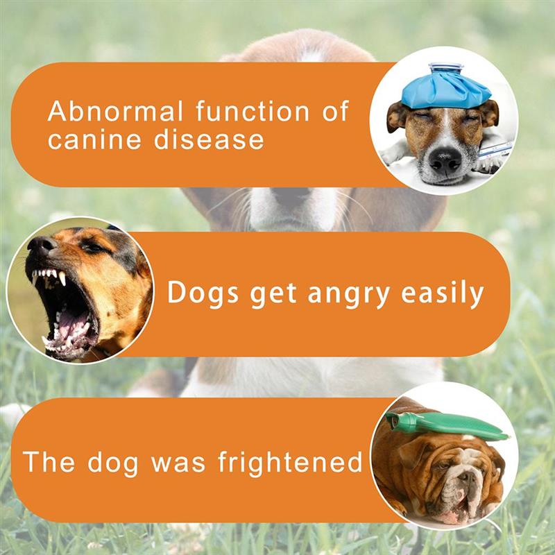 essential dog supplies