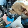 500ml Outdoor Portable Pet Dog Water Bottle Extrusion Large Dog Travel Water Cup Drinking Water Feeder Bowl for Dog Cat