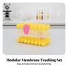 Cell Membrane Model Educational Fluid Mosaic 3D for Students