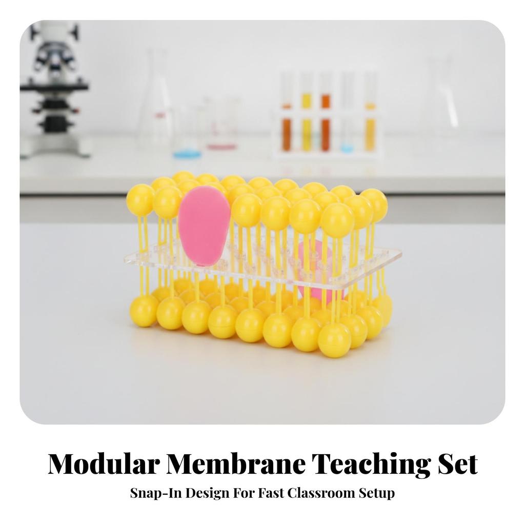Cell Membrane Model Educational Fluid Mosaic 3D for Students
