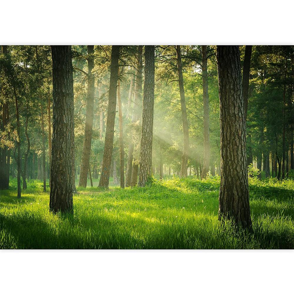 Forest Landscape Wallpaper Living Room Bedroom Natural Scenery Forest Mural