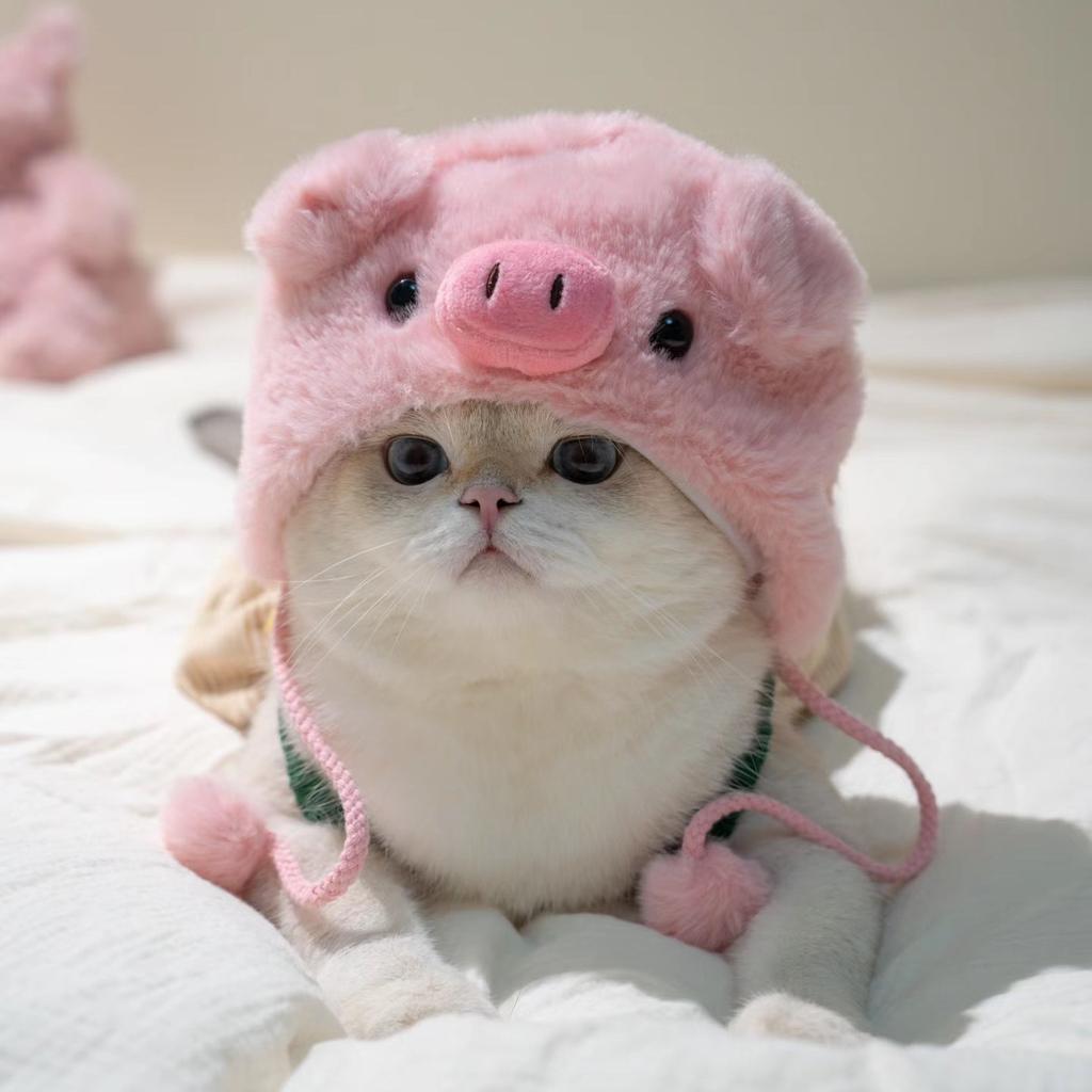 Pet Headgear, Starfish, Snapper Fish Hats, Piggy, Chick, Cat, Bear, Panda Headwear, Funny Costumes
