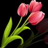 DIY 5D Diamond Painting Fresh Flower Diamond Embroidery Rose Flower Cross Stitch Full Round Drill Resin Home Decor Gift