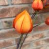 Lifelike Artificial Lantern Flower Real Touch Simulation Flower Branch  Living Room
