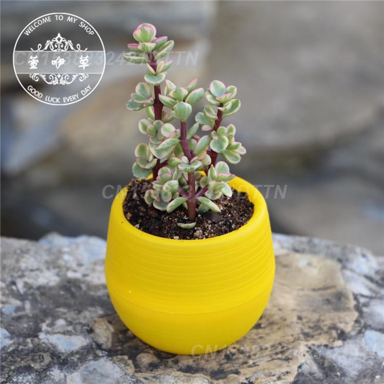 1/2/3PCS Plastic Flowerpot Small Green Plant Flowerpot Plant Desktop Potted Solid Color Mud Holder 2025 Succulent Plant Pot