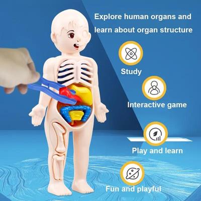 Ensemble 14 Pièces Modèle Organe Humain Enfants DIY Assemblé Médical Science Précoce Et Jouets Éducatifs