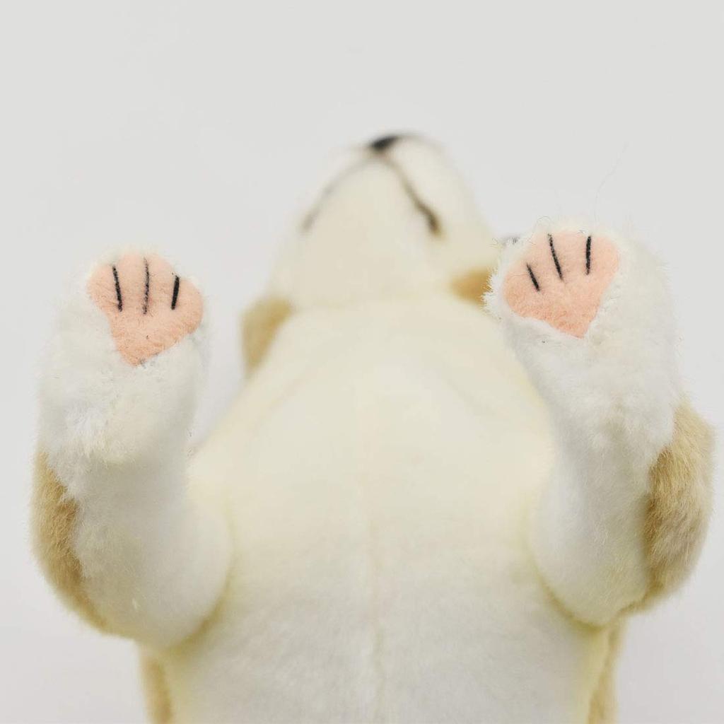 BH6295 HANSA Chihuahua 27