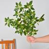 Nordic Green Simulation Plant: Japanese Campanula & Pieris Japonica Leaf Branch for Living Room Decoration