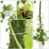 Plant Support Flexible Plant Stake Living Room Plant Stand Plant Climbing Support Suitable for Indoor Plant Growth
