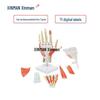 XINMAN Hand Muscle and Neurovascular Anatomy Model