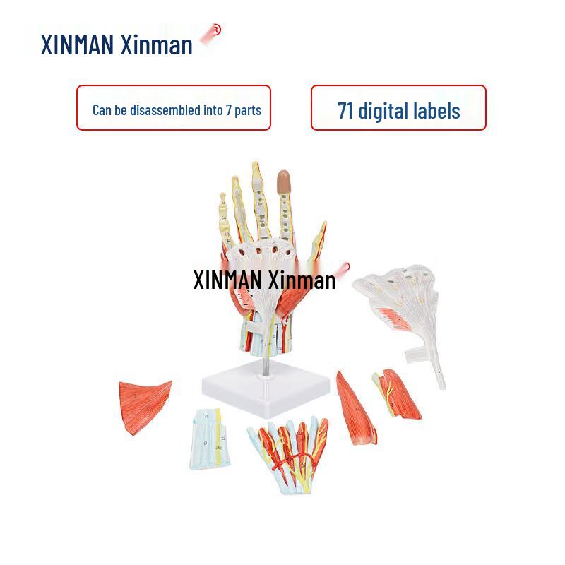 XINMAN Hand Muscle and Neurovascular Anatomy Model