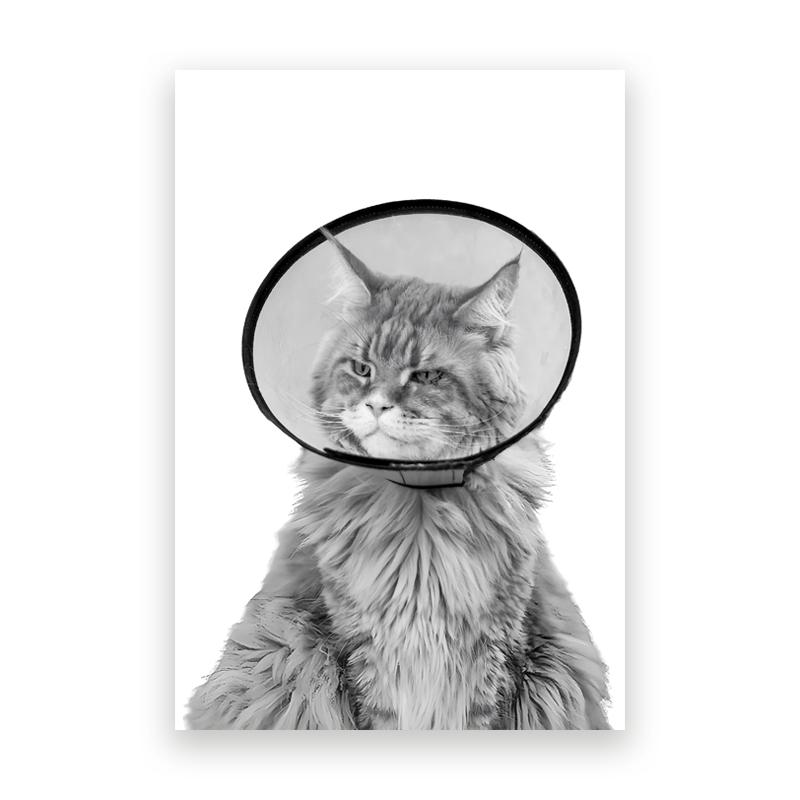 Pet Care Art Prints Black White Photography Posters Cat Dog Canvas Painting Animal Clinic Wall Pictures Veterinary Office Decor