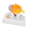 Enlarged Human Eye Anatomical Model Accurate Shows Optic Nerves Cornea Iris Lens Medical Eyeball Model