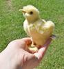 HANSA Animal Plush Toy Chick 5378 - No.