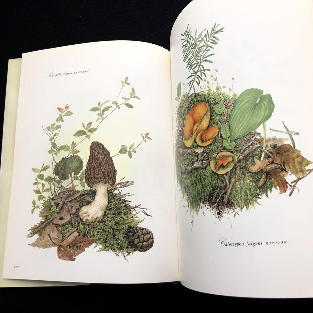[USED] Michiko Kobayashi Art Collection "Mushrooms" 1993 First Edition Yama-to-Keikoku-sha