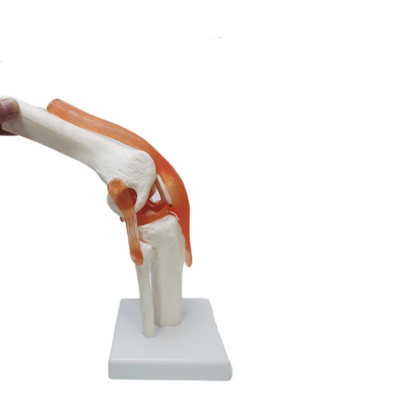 Human Skeleton Model with 6 Major Joints: Knee, Foot, Hand, Shoulder, Elbow, and Hip