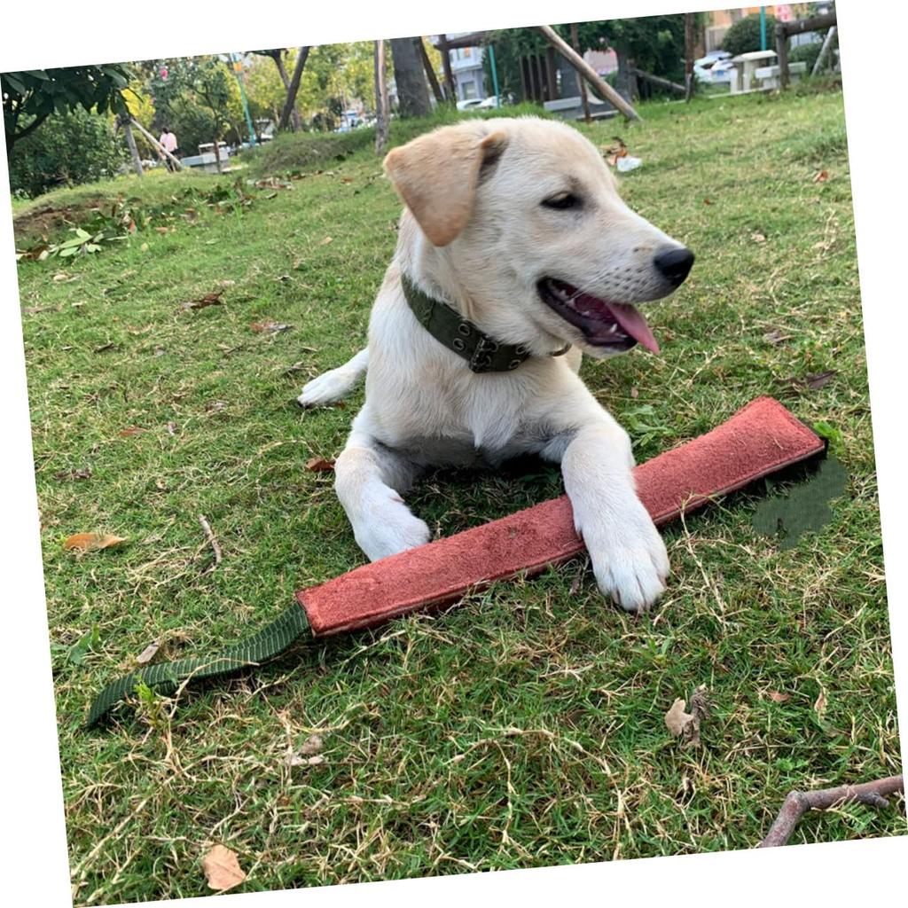 SAFIGLE Dog Bite Stick for Dog Training Hunting Outdoor Pet Difficult Dog Tug Chew Toy for Cowhide Bite-Resistant Puppies, Toy, Stick, Leather,