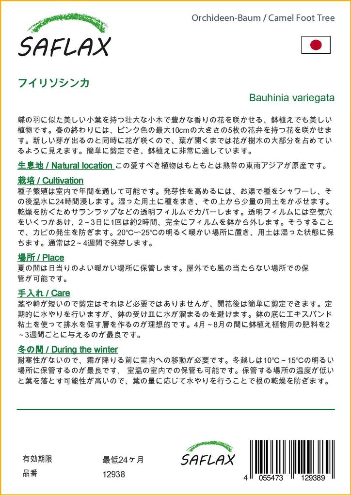 SAFLAX Camel Foot Tree - 8 Seeds - Bauhinia Variegata