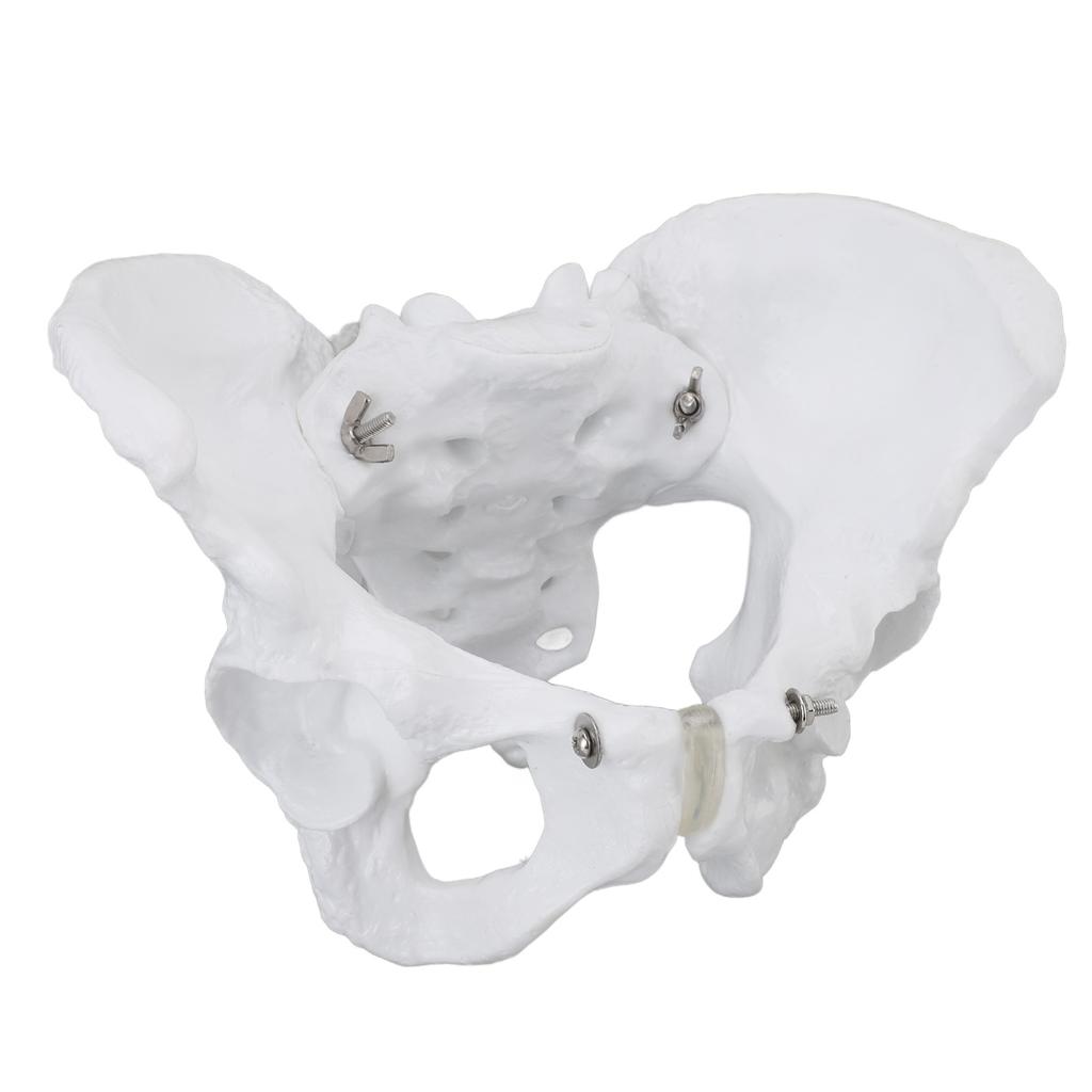 Model ženské pánve Přesná simulace Model pánevní kostry pro demonstrační výuku