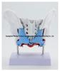 Female Pelvic Muscle and Pelvic Floor Model for Midwifery and Childbirth Education