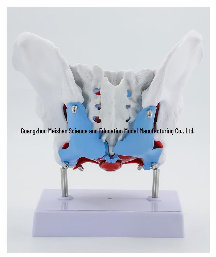 Female Pelvic Muscle and Pelvic Floor Model for Midwifery and Childbirth Education
