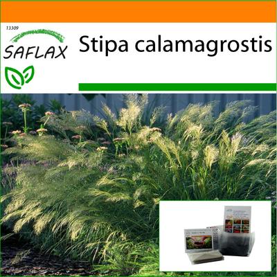 Giardino in borsa - Erba piuma / Erba coda di fagiano - 50 semi - Con substrato in un sacchetto stand up adatto - Stipa calamagrostis