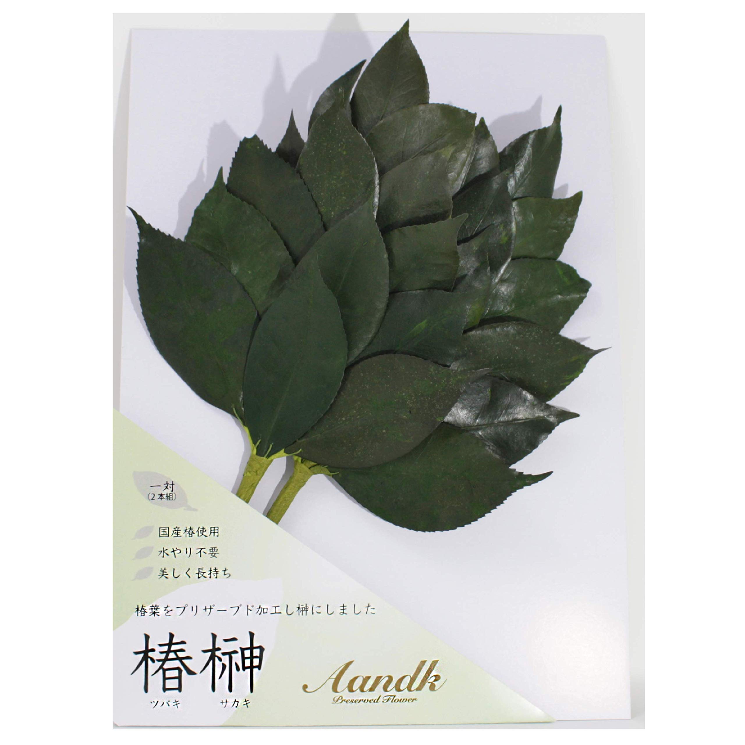 

[A&K] Affordable Sakaki Trees that Won t Rot Even in the Heat, Medium Size. Made with Japanese Natural Sakaki Leaves. Heat-Resistant, No Rot, No