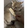 Gentle Pet Hair Brush ABS Deshedding Comb Cats Massage Grooming Tool Reduces Shedding Regular Use